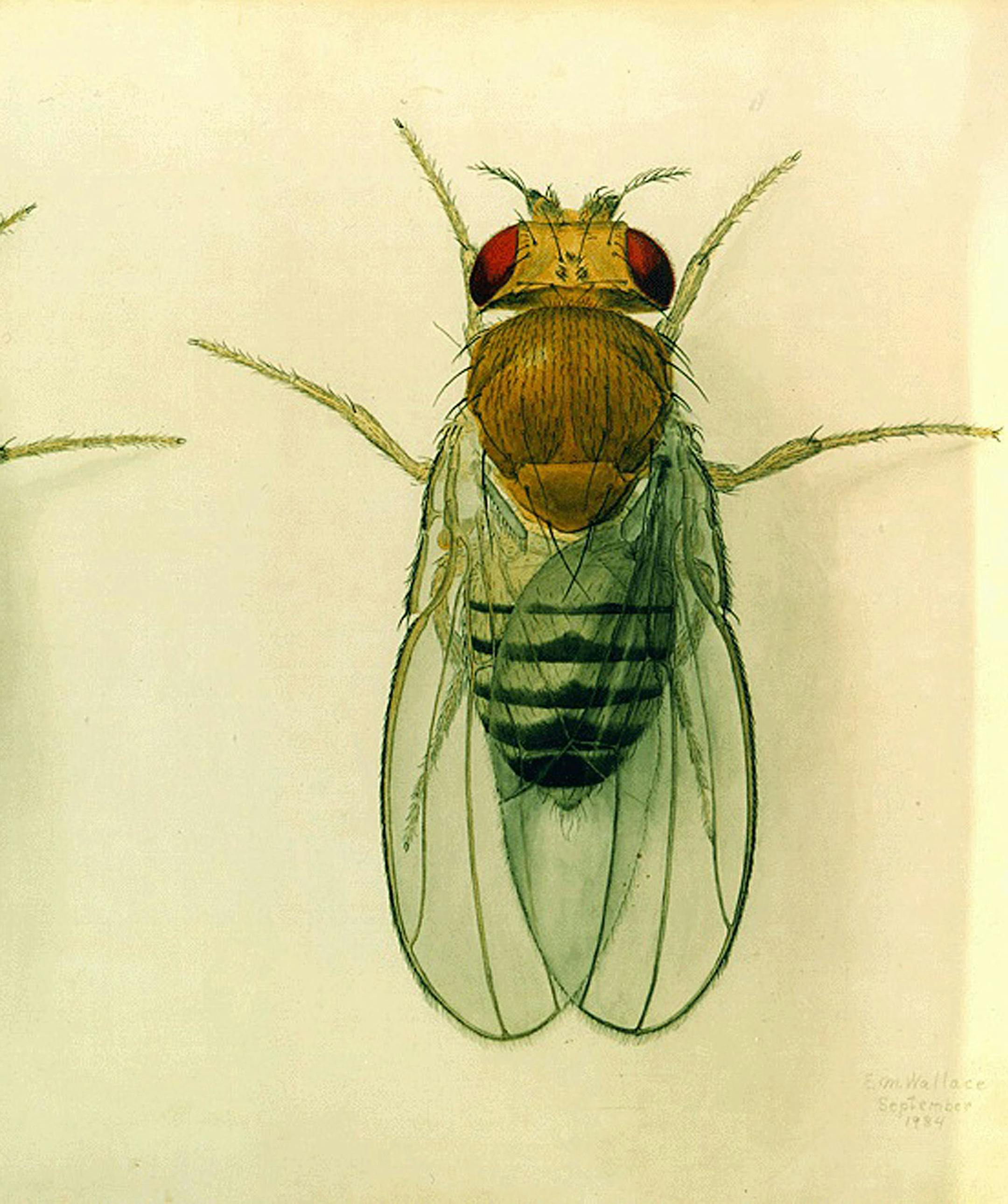 Most people think of fruit flies as annoying little pests zipping around bananas or grapes on the kitchen counter. But to biologists, they're diamonds on the wing. These miniature aerial acrobats have been a basic tool of biomedical research for nearly a century. They've unlocked many secrets of animal and human genetics, development and evolution. They continue to provide valuable insights into cancer, heart disease, diabetes, obesity, and neurological disorders. (Painting by California Institu
