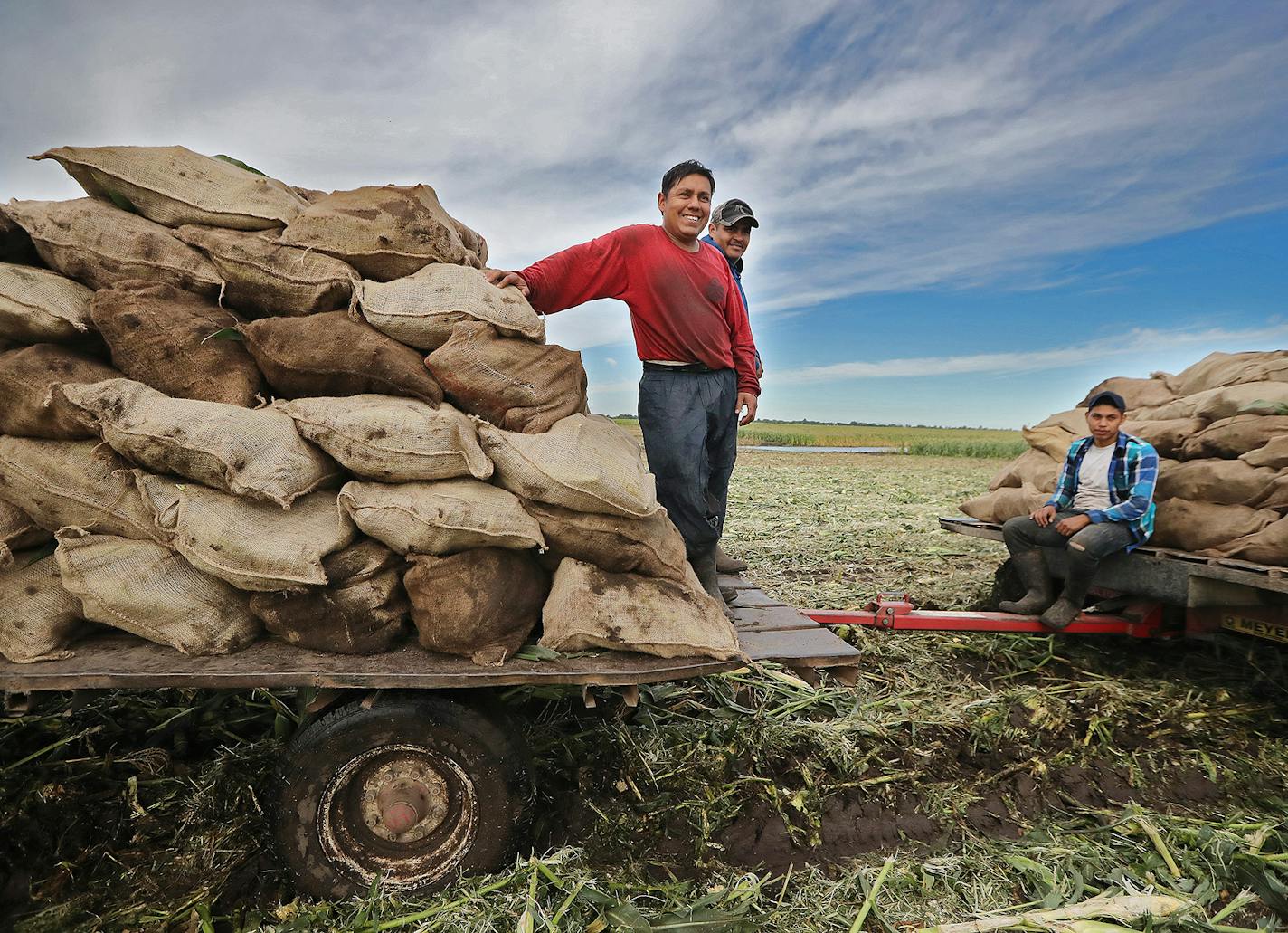 Crew waited for a tractor to load the hand-picked sweet corn at the Untiedt's Vegetable Farm, Tuesday, August 30, 2016 in Monticello, MN. The corn was then iced and bagged for shipment to Brad Ribar's corn stand at the Minnesota State Fair. ] (ELIZABETH FLORES/STAR TRIBUNE) ELIZABETH FLORES &#x2022; eflores@startribune.com