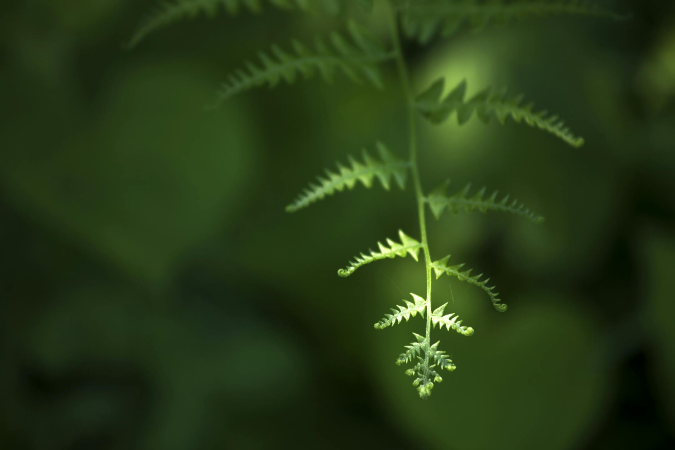 Day-17 - As the temperatures warm and the spring sun hits the forest floor, ferns quickly a carpet the understory with green.