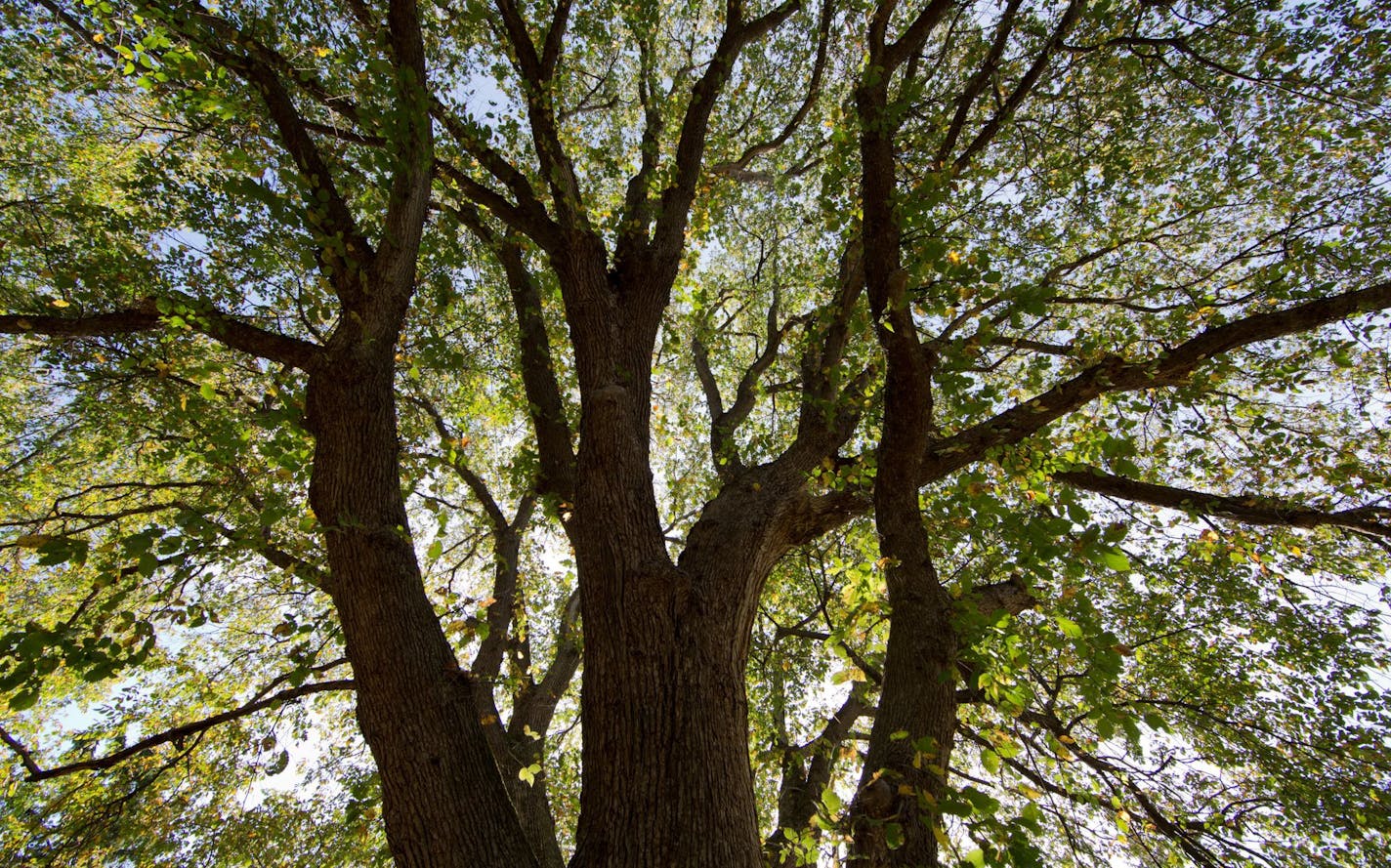 The original 'St. Croix' elm tree near Afton, Minnesota. Resistant to Dutch elm disease. Identified by the late Mark Stennis, propagated by the U of M and a royalty is paid to the U of M. Bailey nurseries now propagates and distributes the trees. 'St. Croix' name and patent is owned by Christian Bliska, the estate of Mark Stennis, and Patricia Osborn.