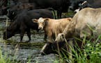 Dan Jenniges' cattle drank from the Chippewa River after being moved between pastures in mid August. ] (AARON LAVINSKY/STAR TRIBUNE) aaron.lavinsky@st