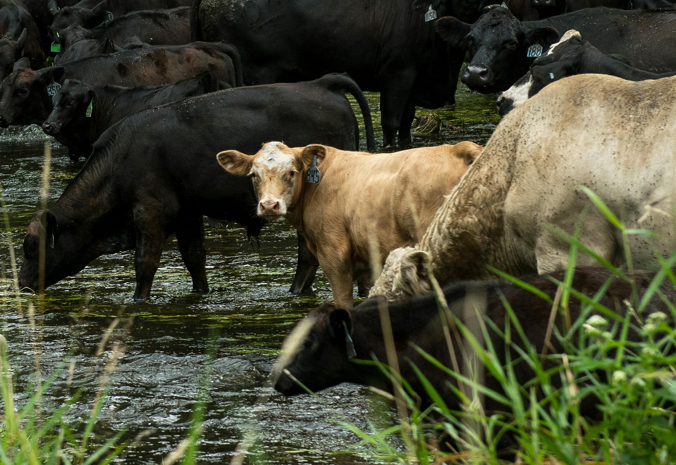 Dan Jenniges' cattle drank from the Chippewa River after being moved between pastures in mid August. ] (AARON LAVINSKY/STAR TRIBUNE) aaron.lavinsky@startribune.com RIVERS PROJECT: We look at three of Minnesota's rivers, including the Mississippi, Red and Chippewa, to see how land use effects water quality and pollution.