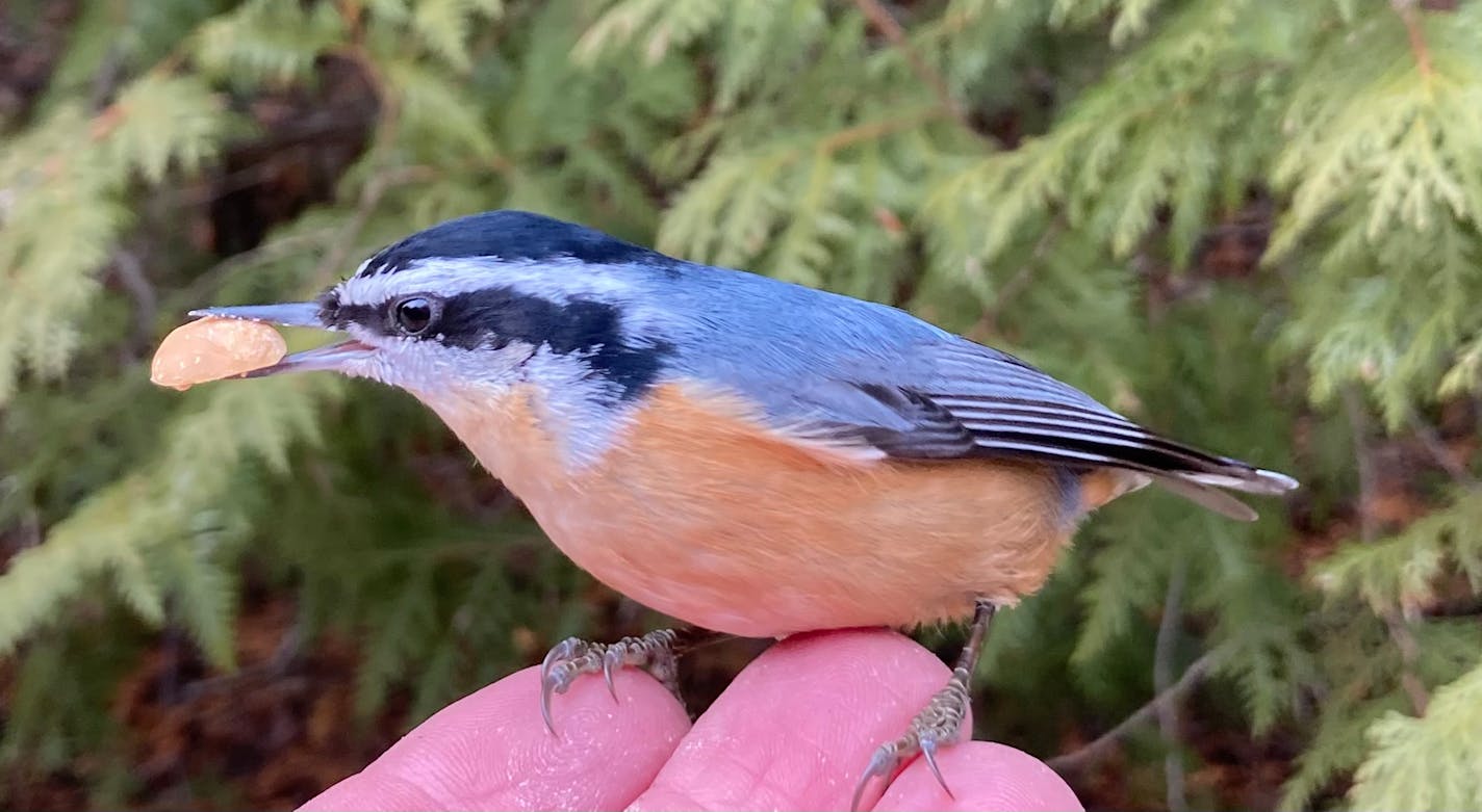 A red-breasted nuthatch with a nut in its beak perches on a person's fingertips.