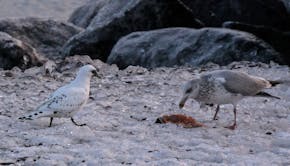 An ivory gull, left, spotted Sunday at Canal Park in Duluth, sent the birding community buzzing. The ivory gull is an Arctic bird rarely seen in the L