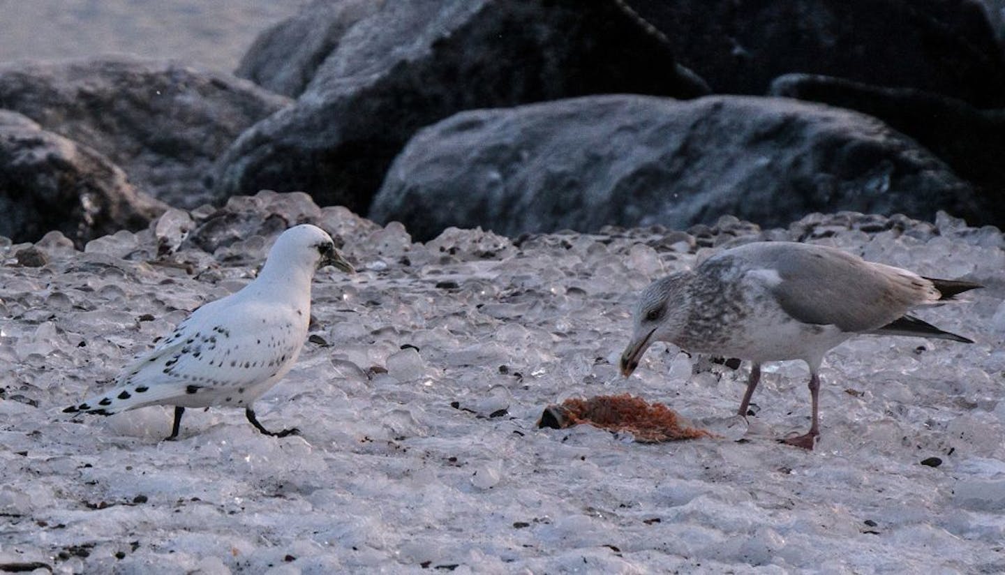 An ivory gull, left, spotted Sunday at Canal Park in Duluth, sent the birding community buzzing. The ivory gull is an Arctic bird rarely seen in the Lower 48 states.