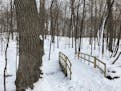 The winter scene at Wolsfeld Woods Scientific and Natural Area is one of quiet solitude.