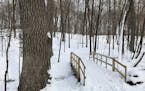 The winter scene at Wolsfeld Woods Scientific and Natural Area is one of quiet solitude.