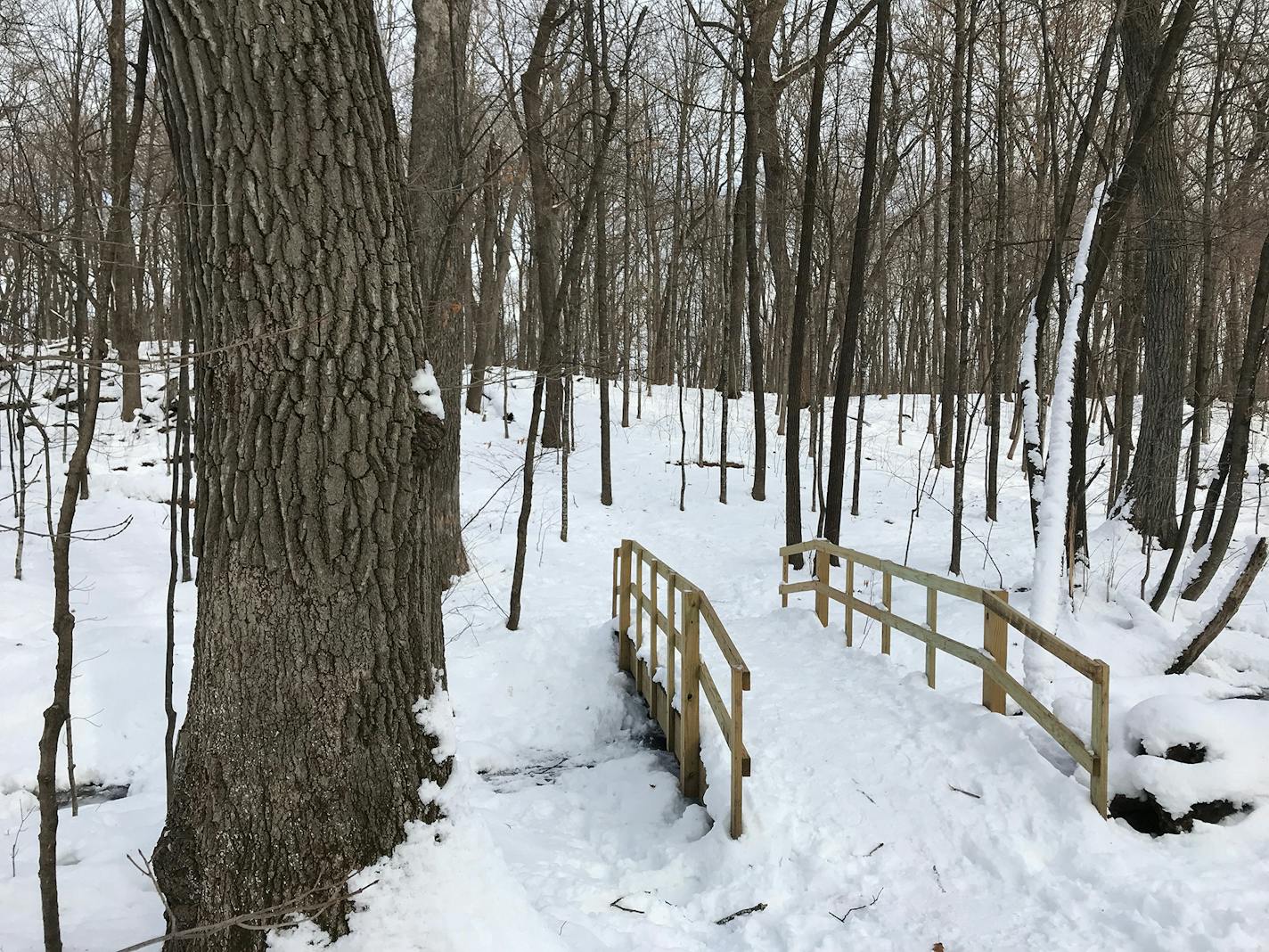 The winter scene at Wolsfeld Woods Scientific and Natural Area is one of quiet solitude.