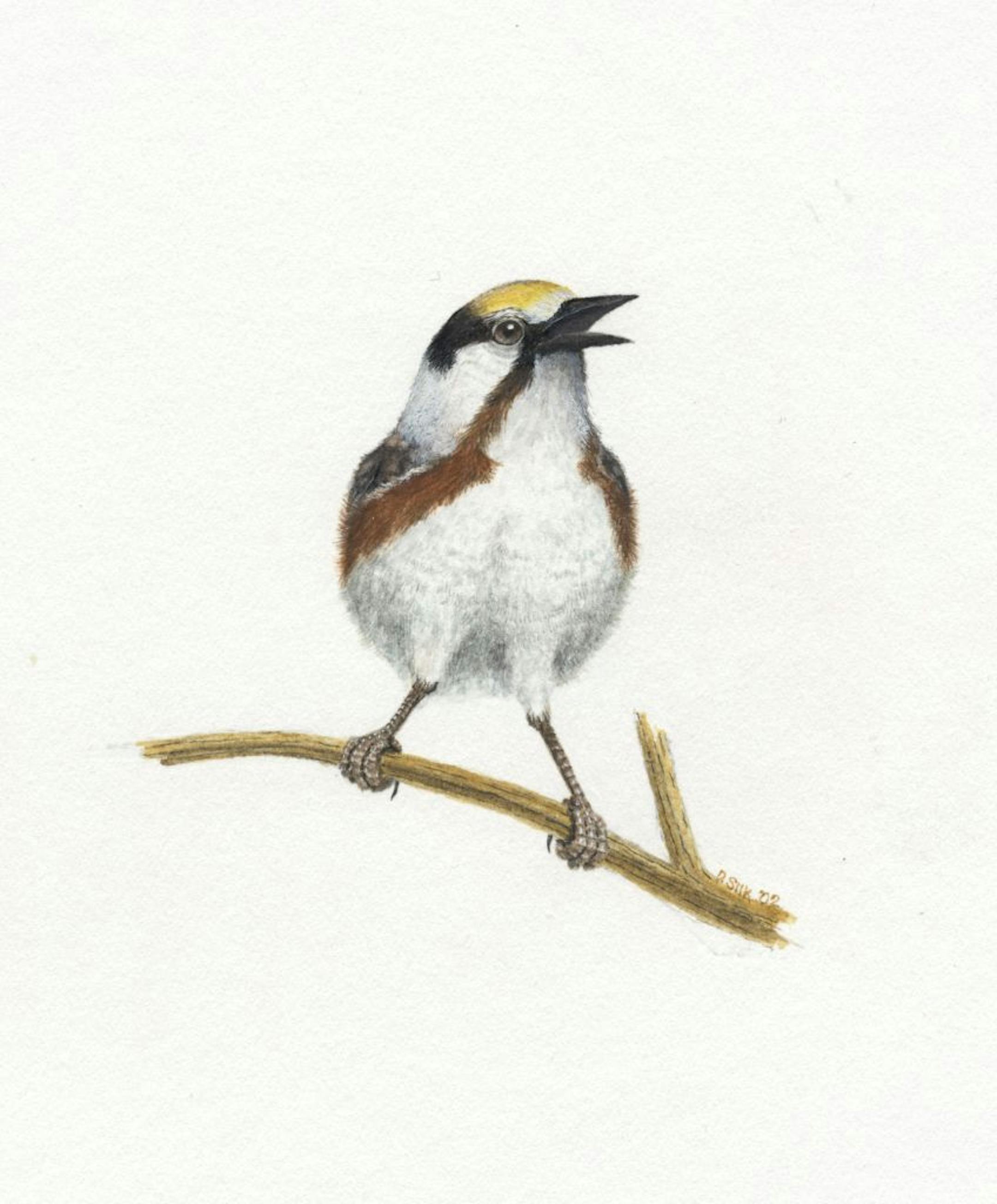 A chestnut-sided warbler.