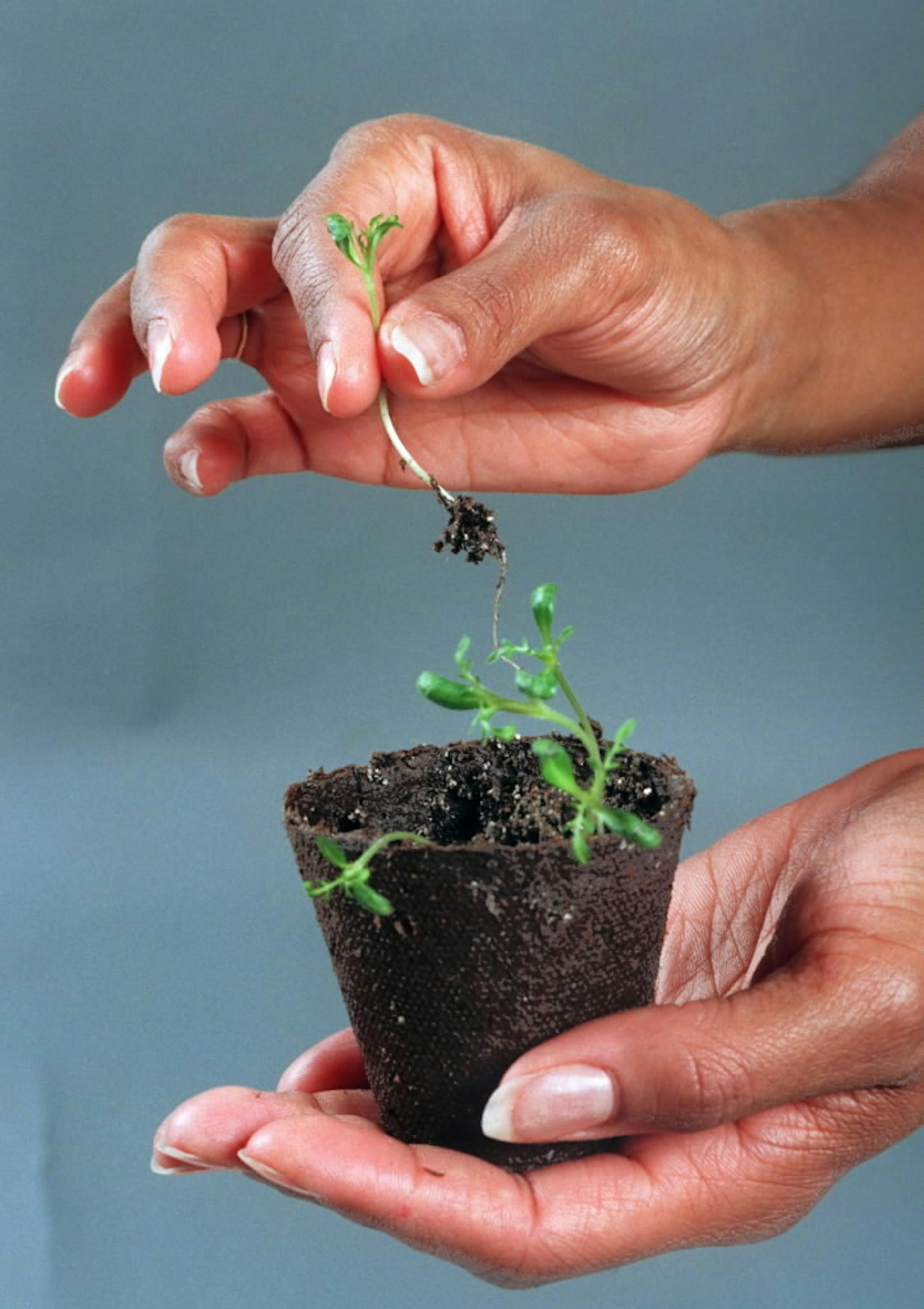 Growing your own plants from seed saves money and gives you greater choices.