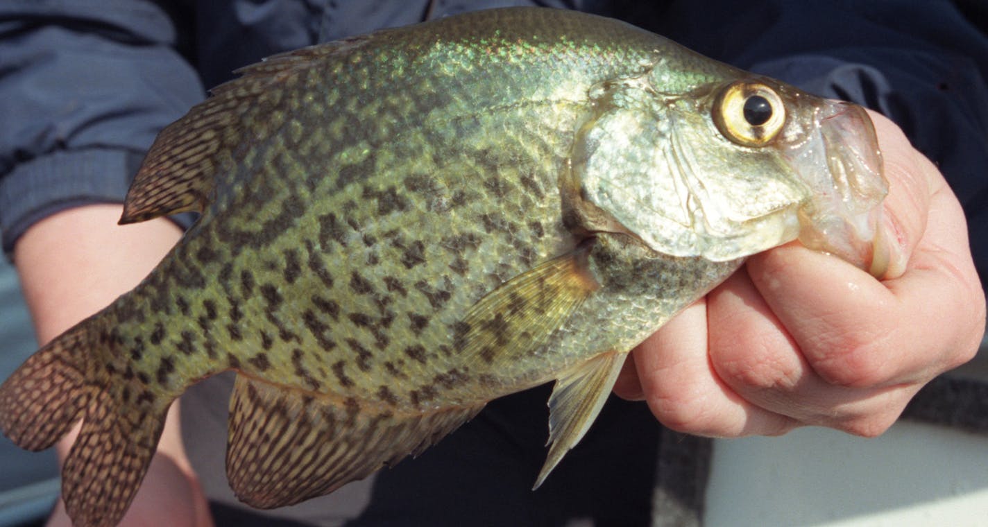 crappie caught on lake minnetonka ORG XMIT: MIN2013043016320689 ORG XMIT: MIN1304301635352626 ORG XMIT: MIN1404291153432562