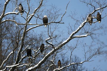 Bald eagles gather in a tree at Colvill Park in Red Wing, Minn., where you’ve got a decent chance of seeing birds without leaving the parking lot.