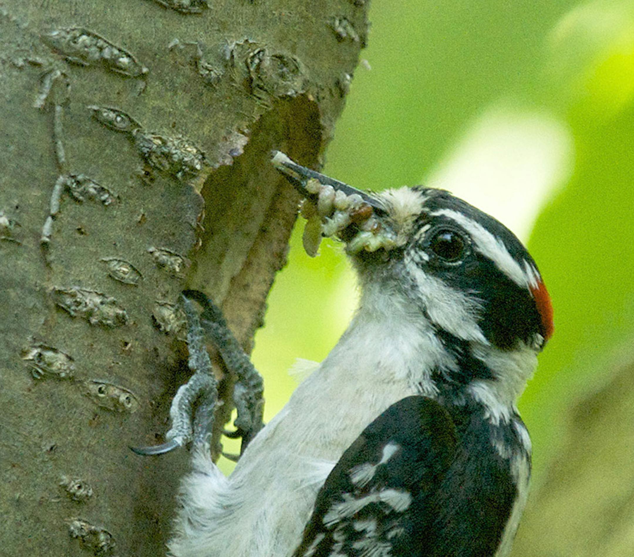 Downy Woodpecker with grubs for its nestlings.
Jim Williams