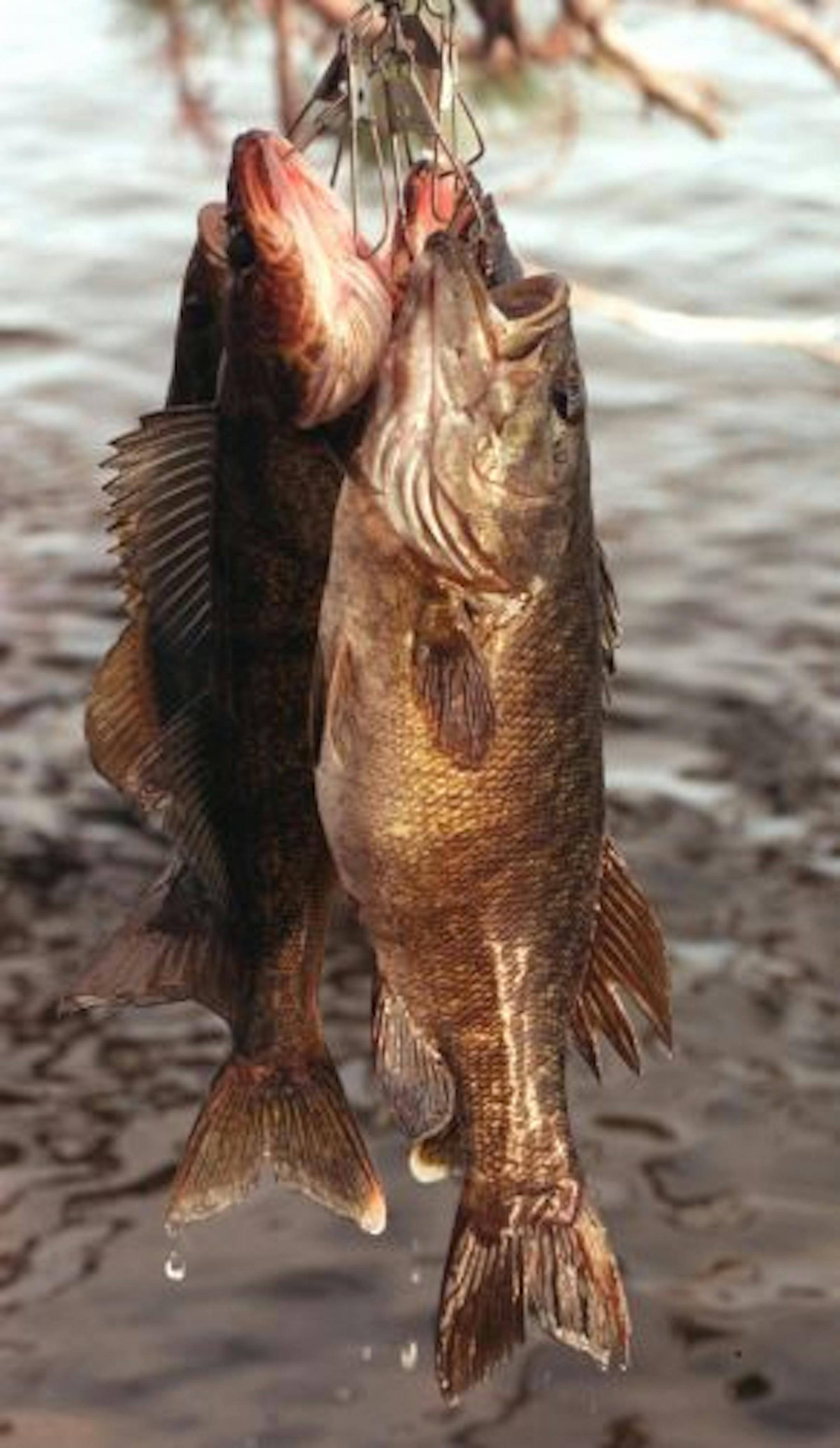 Superb fishing abounds.