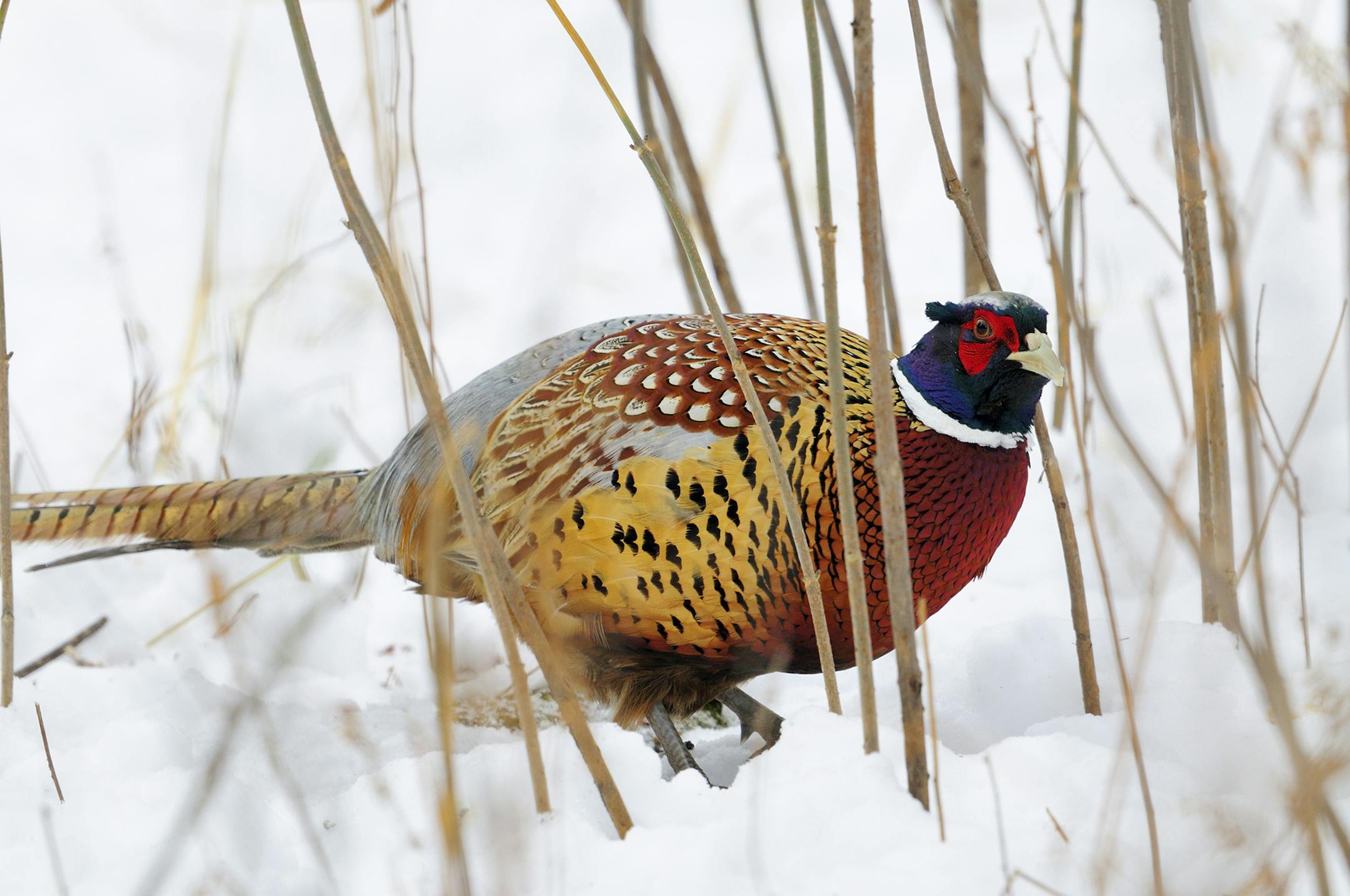 Pheasant numbers are down in Minnesota. November snow and cold concentrated the birds in the best available cover so late season hunters have been finding a few of the colorful fowl.