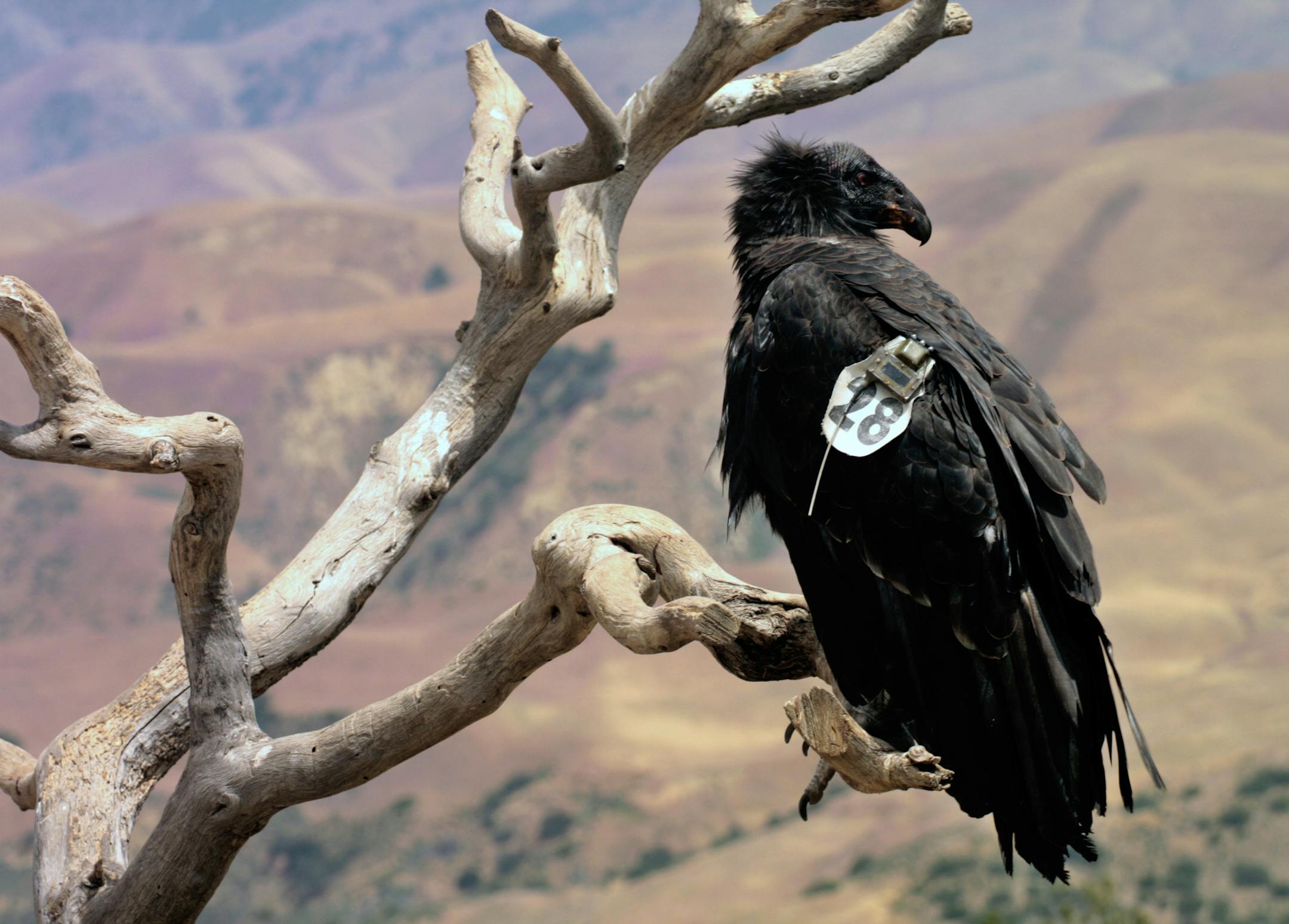 This undated photo provided by the U.S. Fish and Wildlife Service shows a juvenile California condor, identified as No. 428, wearing a GPS transmitter while perched at the Bitter Creek National Wildlife Refuge near Maricopa, Calif. Condor No. 428 died during surgery while being treated for lead poisoning in 2013. The FWS says that in 2015, for the first time in decades, more condors hatched and fledged in the wild than adult wild condors died.(Angela Woodside/U.S. Fish and Wildlife Service via A