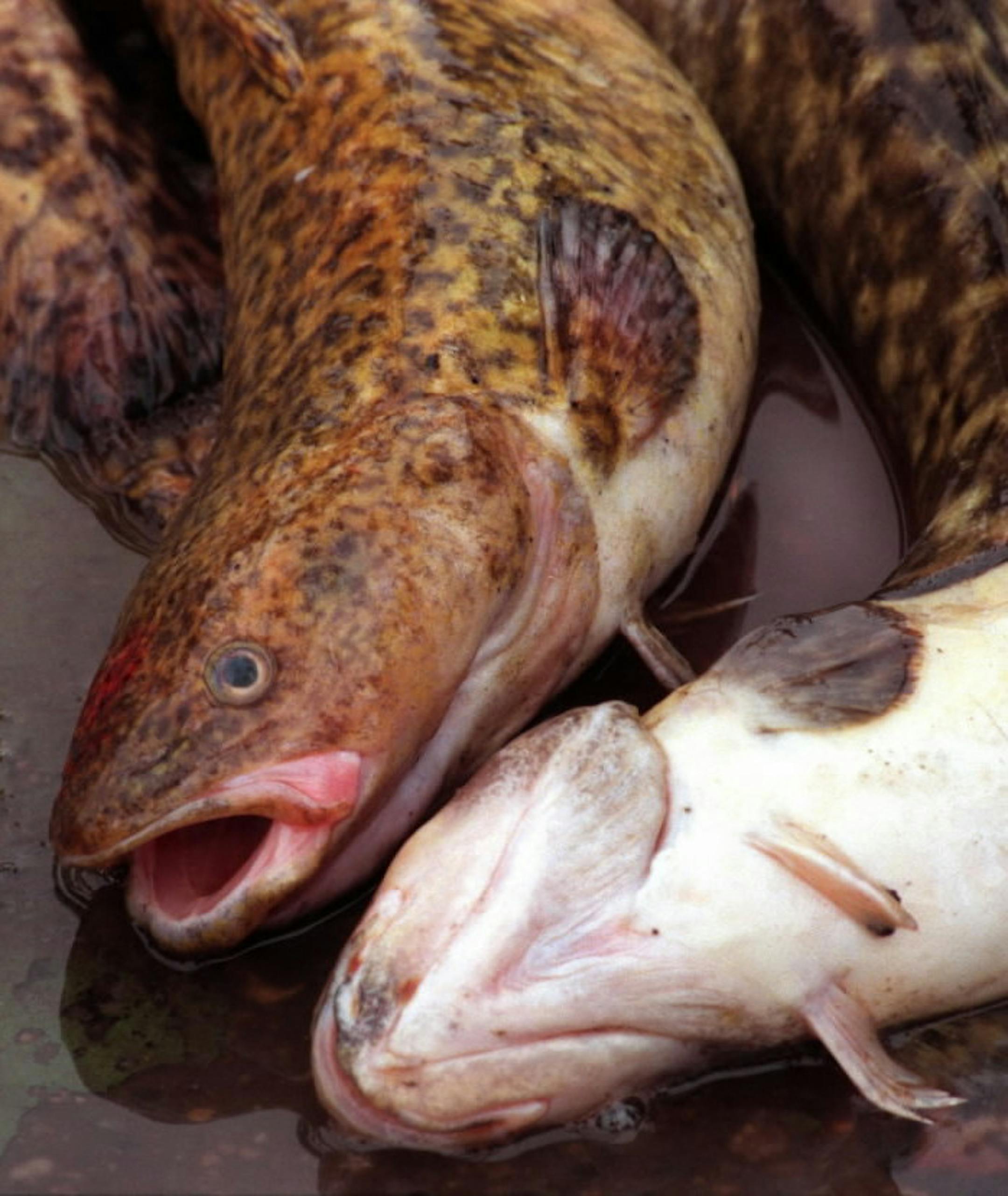 Eelpout destined for a 'pout fry at the 2017 Eelpout Festival. This year's festival has been canceled. File photo by Joey McLeister