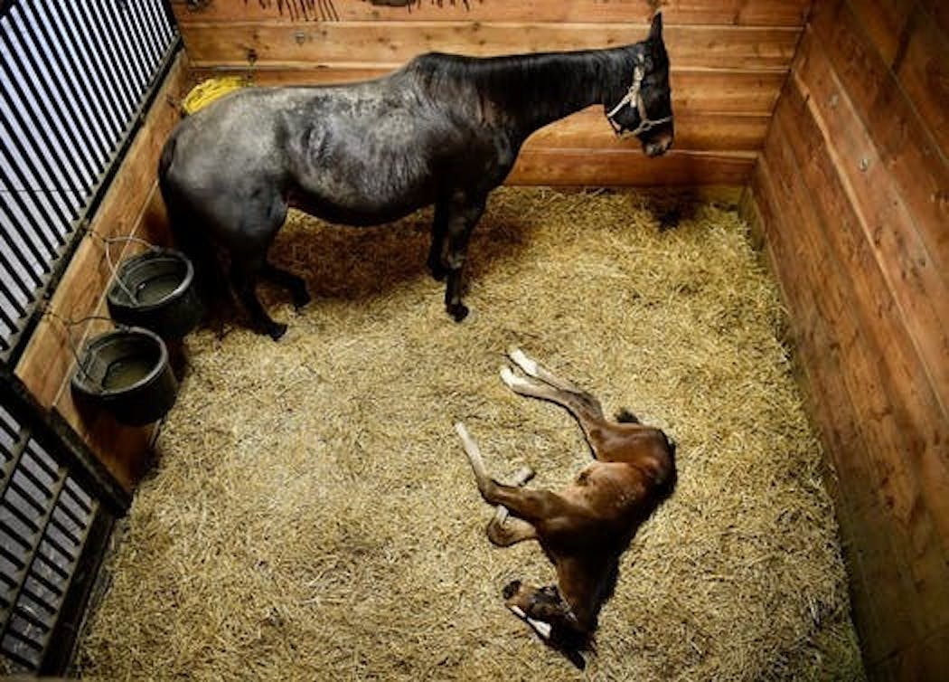 One More Strike stood in her stall in 2018 as Sota King, her week-and-a-half old foal who was sired American Pharaoh, took a nap.