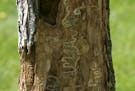 An ash tree bears the scars of an emerald ash borer. But not all distressed trees show symptoms on the surface.