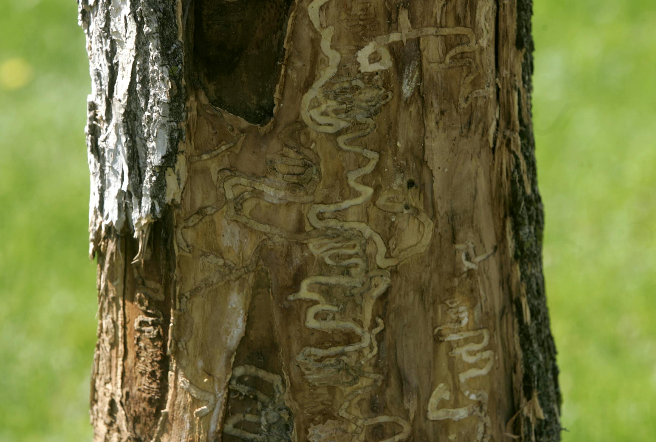 An ash tree bears the scars of an emerald ash borer. But not all distressed trees show symptoms on the surface.