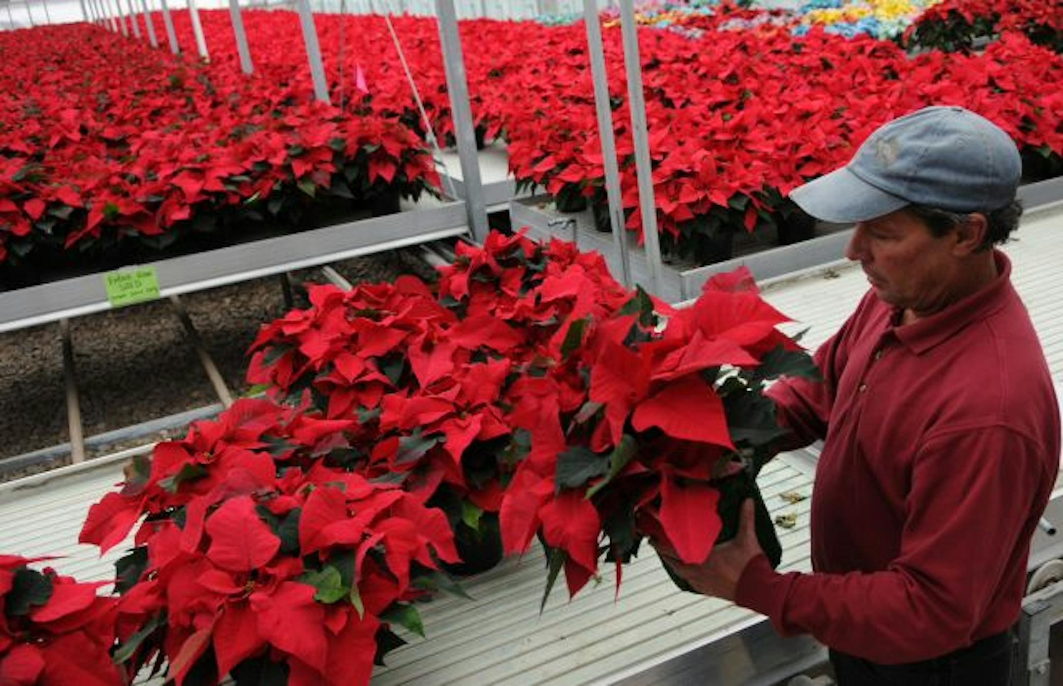 Gary Ward, who has worked at Bachman's for more than 16 years, prepares some of their 75,000-plus plants for shipping.