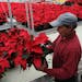 Gary Ward, who has worked at Bachman's for more than 16 years, prepares some of their 75,000-plus plants for shipping.