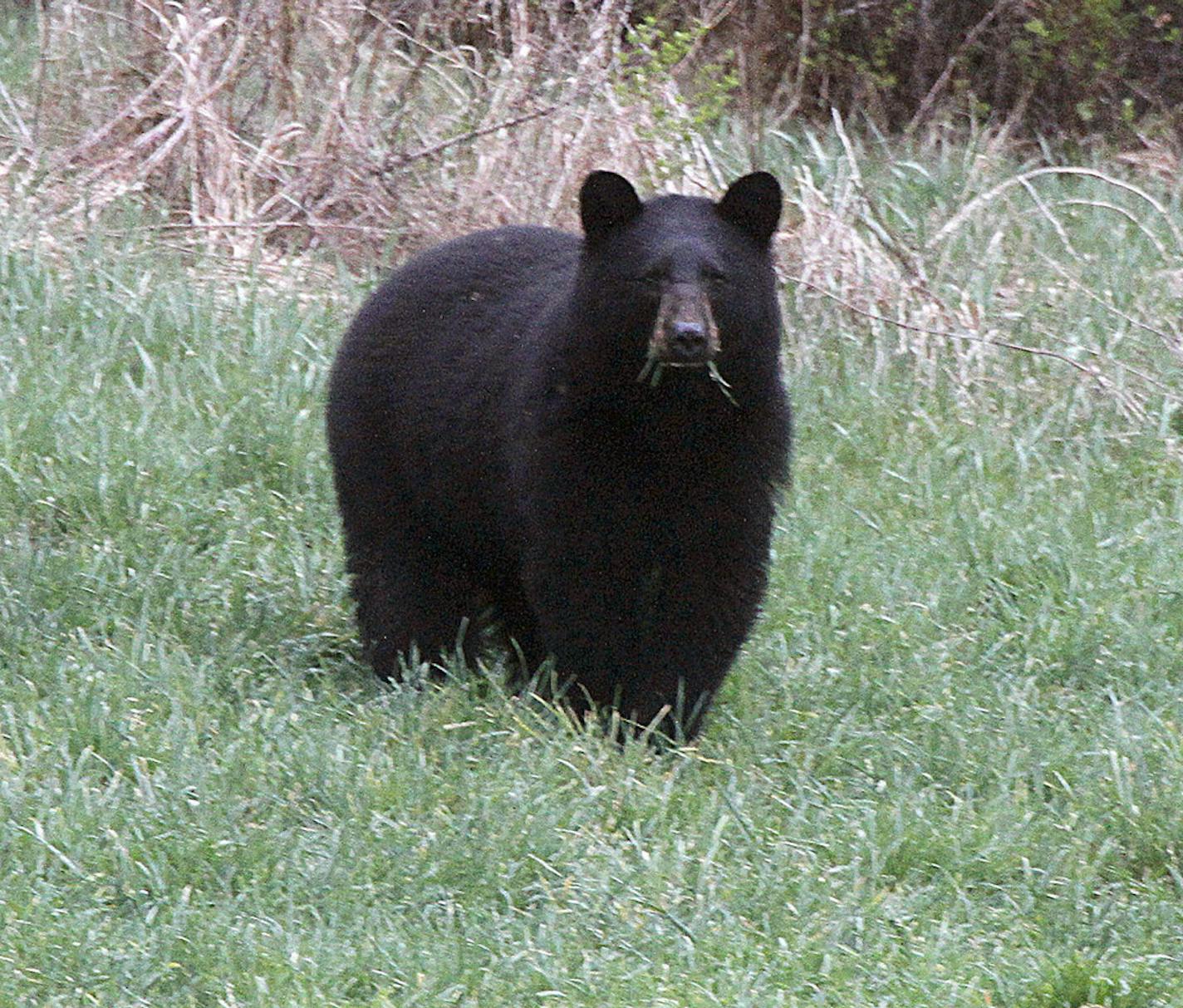 FILE - In this April 22, 2012 file photo, a black bear grazes in a field in Calais, Vt. A black bear attacked a 19-year-old staffer at a Colorado camp as he slept early Sunday, July 9, 2017. Black bears aren&#x2019;t usually aggressive but they recently attacked a woman in a popular hiking area in Idaho and killed two people in Alaska. (AP Photo/Toby Talbot/File)