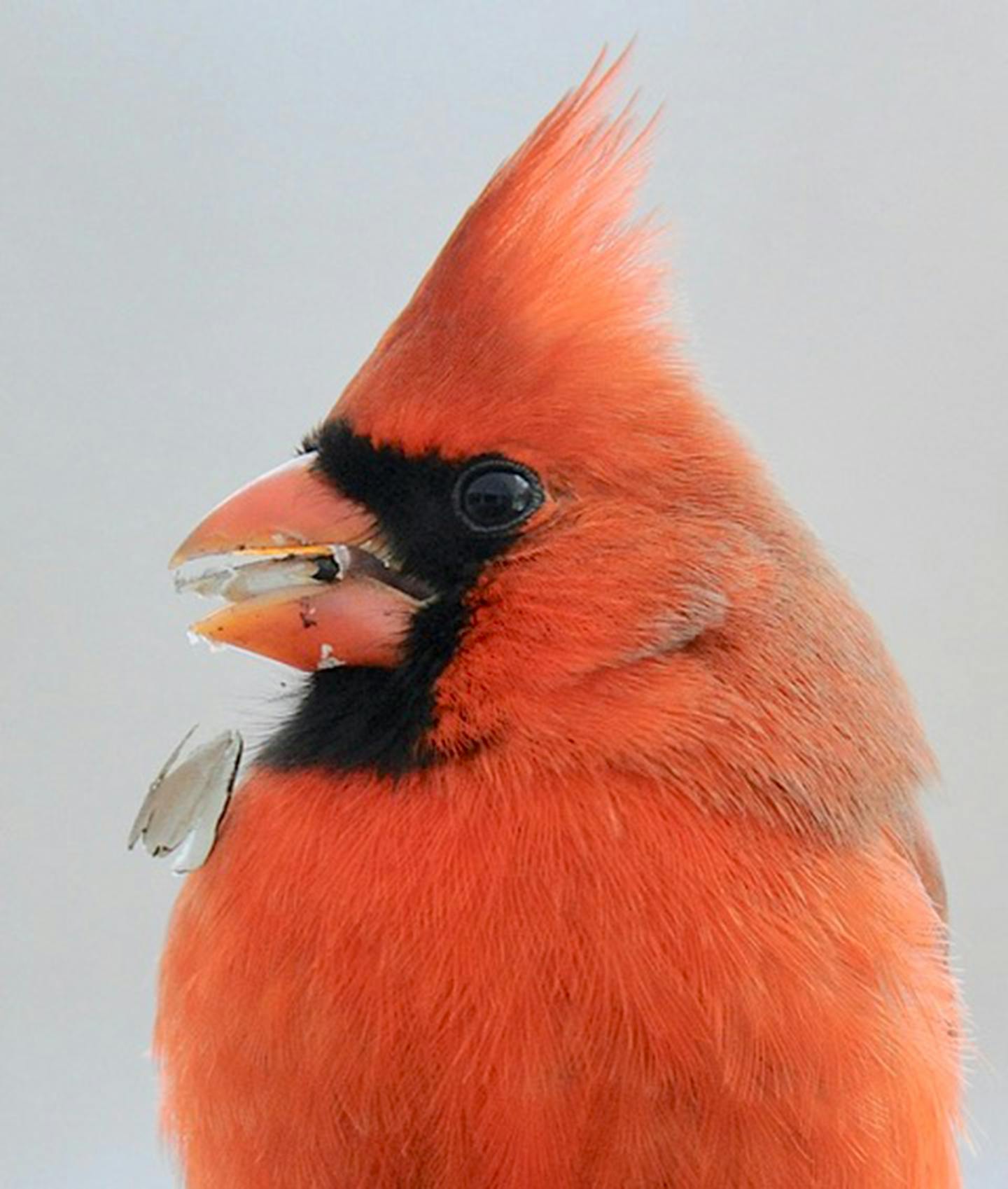 A closeup of a cardinal's head with a seed in its beak.