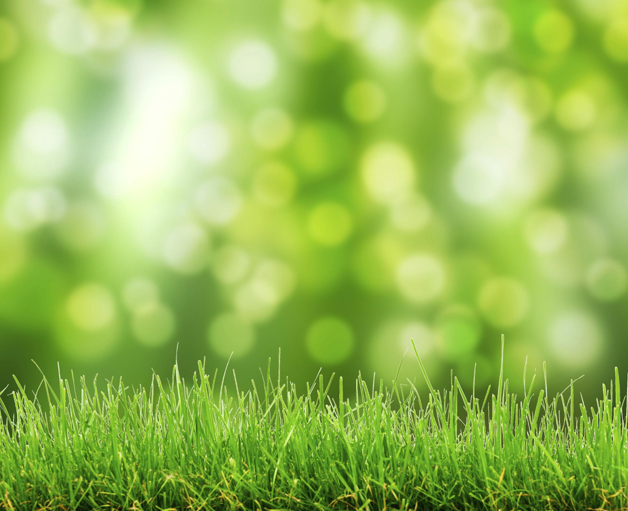 natural green grass background with selective focus bokeh lights