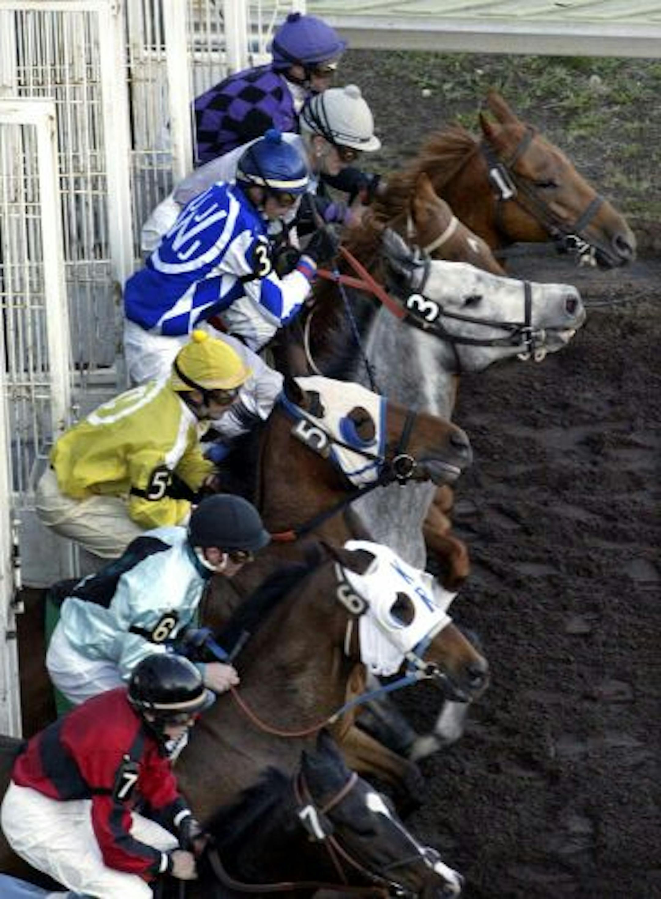 They're off - the start of the first race of the season at Canterbury.