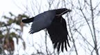 Photo by Kevin McGowan, Cornell Lab of Ornithology:
A crow flies to its nest site with a freshly plucked twig.
FOR ONE-TIME USE ONLY WITH VAL CUNNINGH
