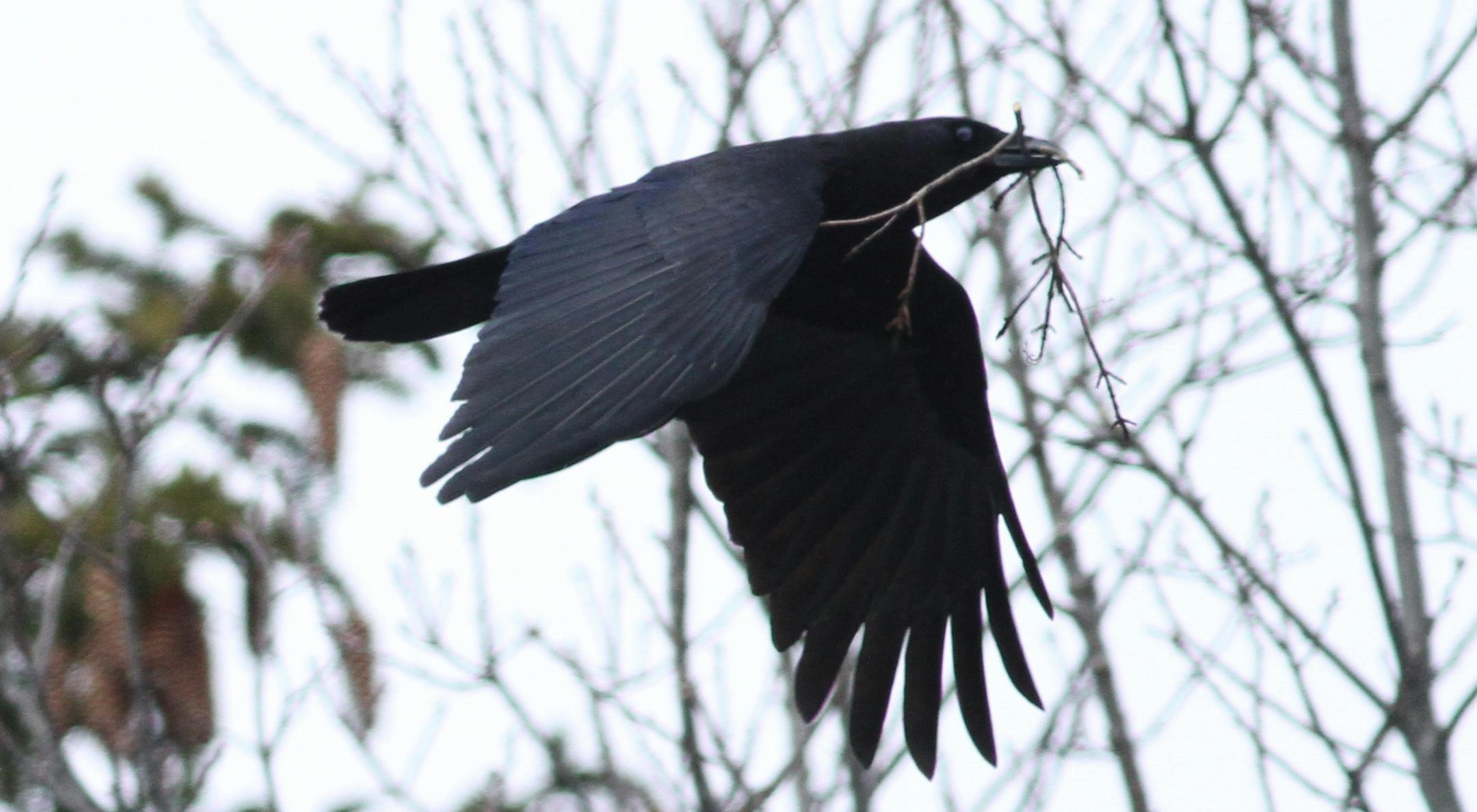 Photo by Kevin McGowan, Cornell Lab of Ornithology:
A crow flies to its nest site with a freshly plucked twig.
FOR ONE-TIME USE ONLY WITH VAL CUNNINGHAM COLUMN