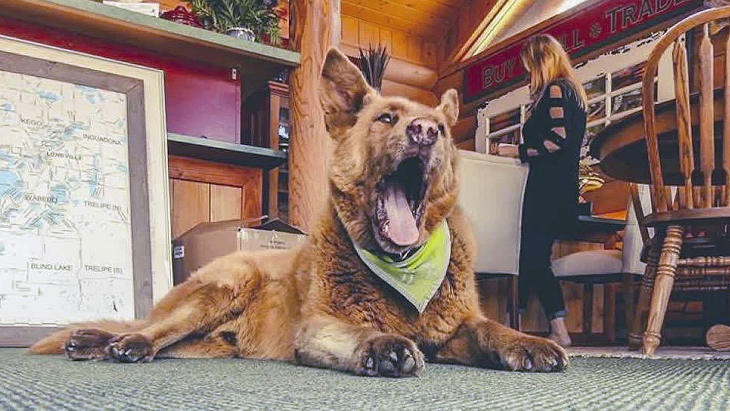 Bruno, 14, was a fixture around Longville, Minn., as he walked the 4 miles into town each day and absorbed all of the love he could find.