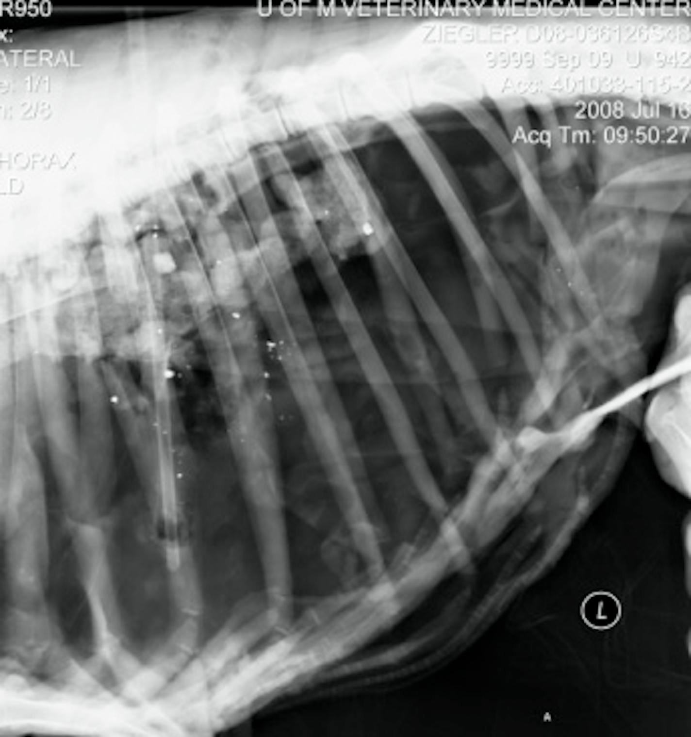 White specks on this x-ray of a sheep are lead bullet fragments, part of a DNR ballistic study. The study showed that some lead bullets fired from high-powered rifles fragment greatly, which has implications for deer hunters.