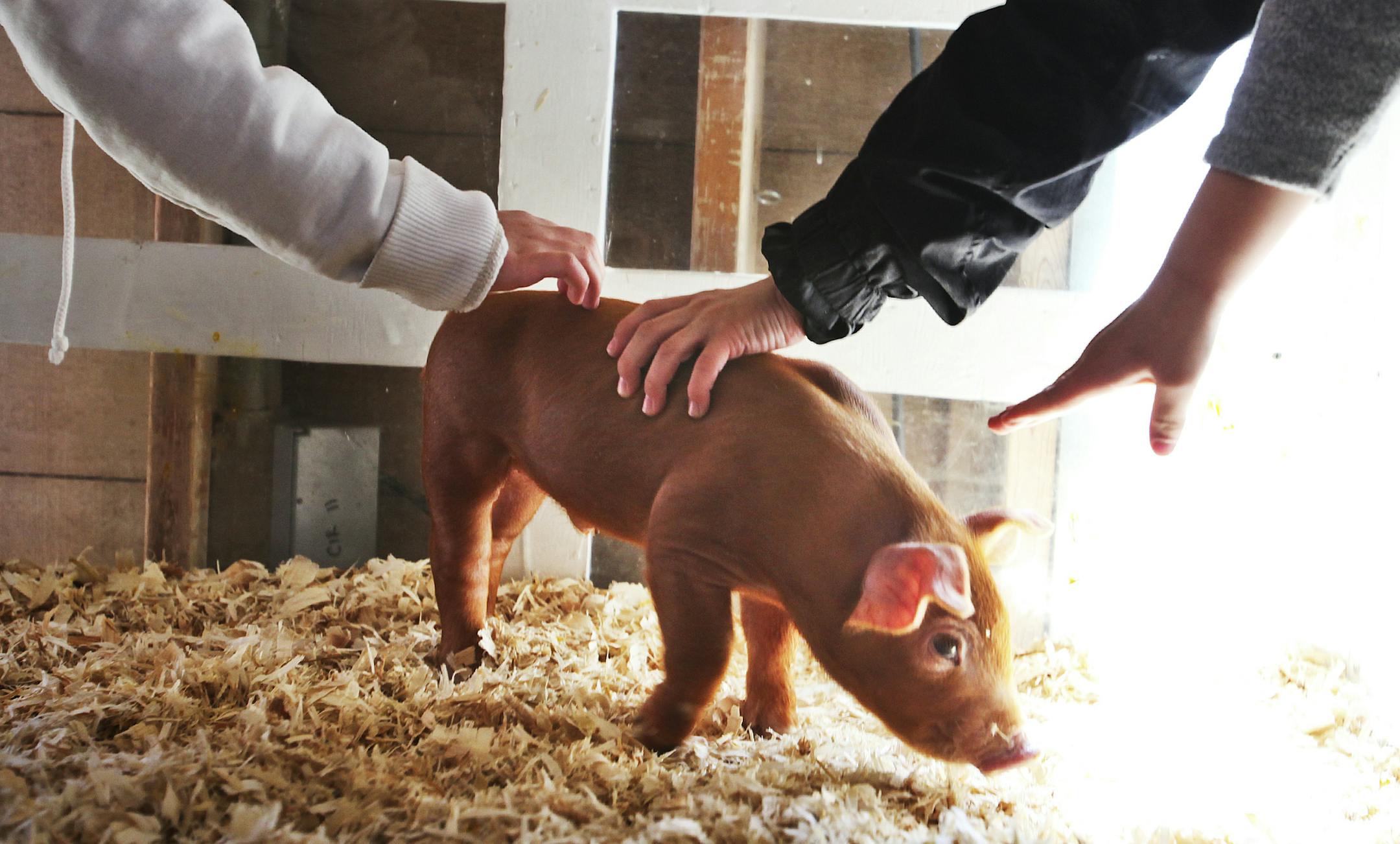 This little piglet was one of nine born to a sow in the pig barn at the Farm Babies exhibit, part of Wells Fargo Family Farm at the Minnesota Zoo in Apple Valley, MN, Friday, April 6, 2012. Eleven thousand six hunred people took in the zoo between 9 a.m. and 2 p.m.] DAVID JOLES * djoles@startribune.com - Springtime in Minnesota includes the Farm Babies exhibit at the Wells Fargo Family Farm at the Minnesota Zoo.