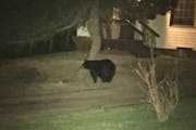 A mother bear waiting for her cub trapped inside a home in Duluth, Minn.