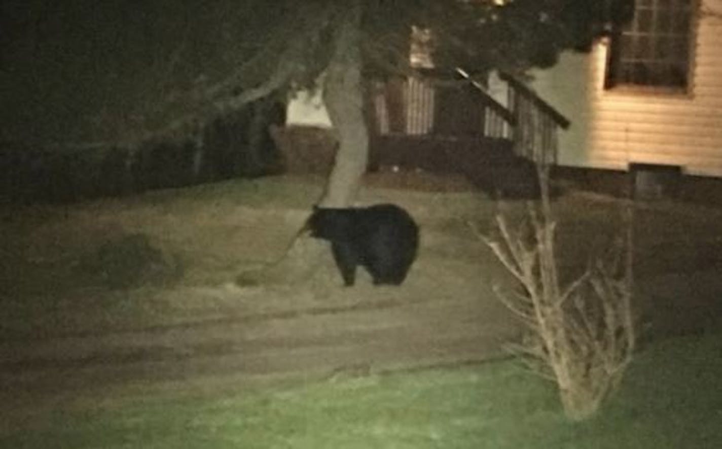 A mother bear waiting for her cub trapped inside a home in Duluth, Minn.