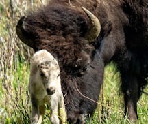 A rare  white buffalo calf, reportedly born in Yellowstone National Park's Lamar Valley, is shown on June 4, 2024, in Wyoming. The birth fulfills a La