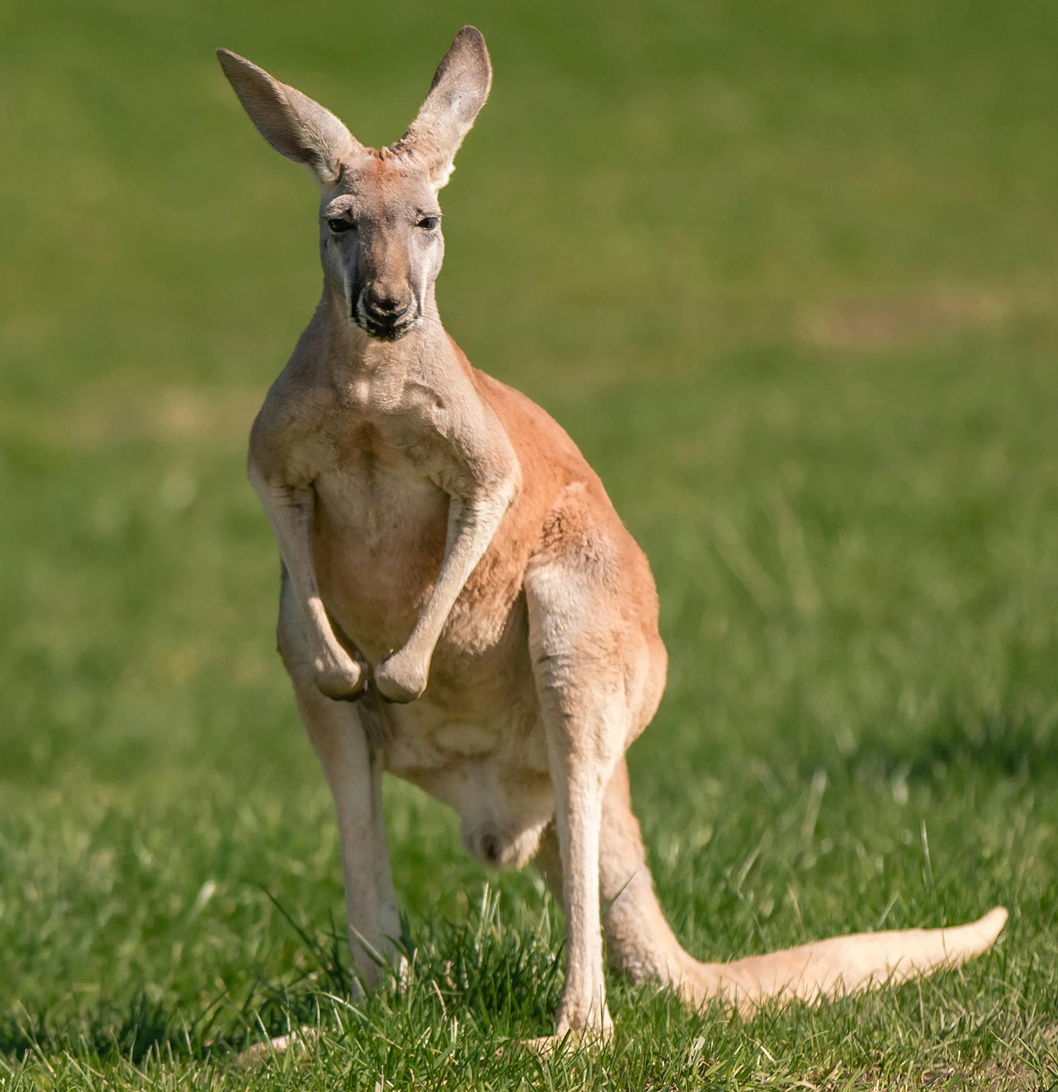 Photo by John Oakes. Kangaroos. For Minnesota Zoo's Australian Outback exhibit, "Kangaroo Crossing."