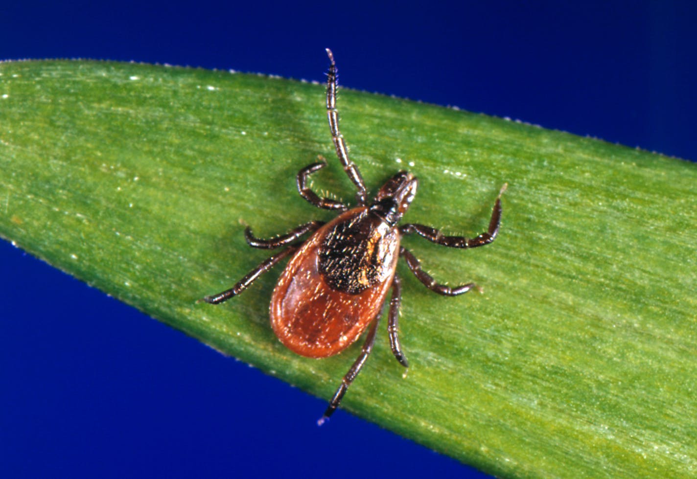 This undated photo provided by the U.S. Centers for Disease Control and Prevention (CDC) shows a blacklegged tick - also known as a deer tick. With a bumper crop of blacklegged ticks possible this season, researchers in a Lyme disease-plagued part of New York's Hudson Valley are tackling tick problems across entire neighborhoods with fungal sprays and bait boxes. (CDC via AP)