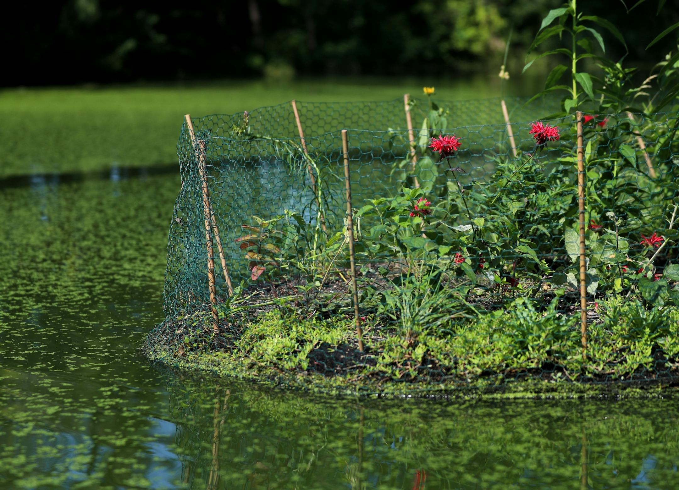 A "floating island" to manage water pollutants and naturally cleanse water, mimicking characteristics of a wetland. In Winchester Pond Wednesday, July 23, 2019, in Bloomington, MN.