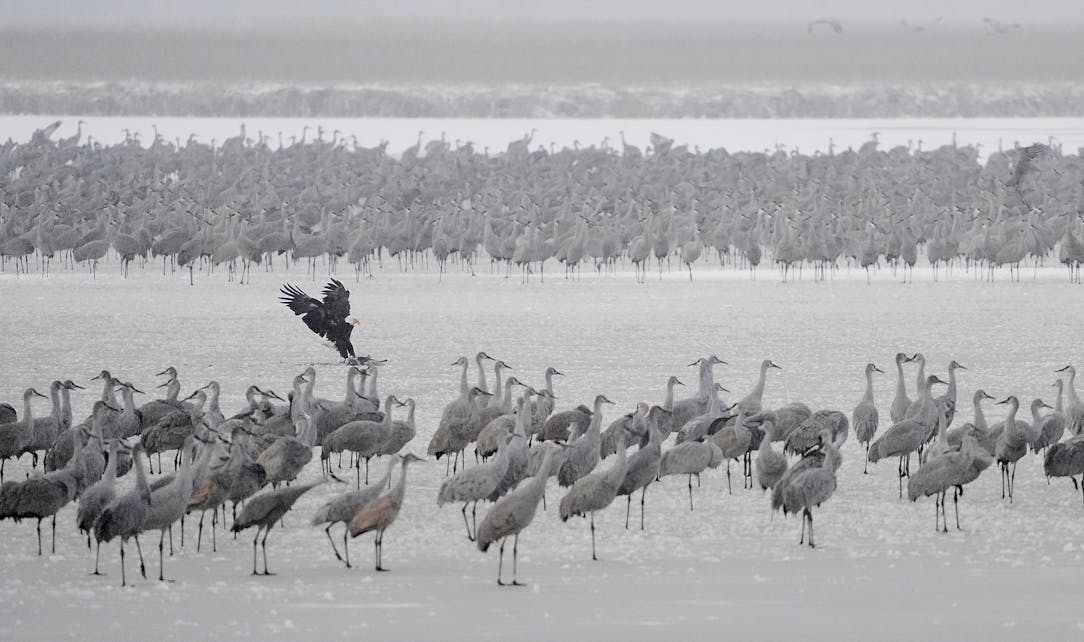 Record-setting 29K cranes flock to Sherburne National Wildlife Refuge