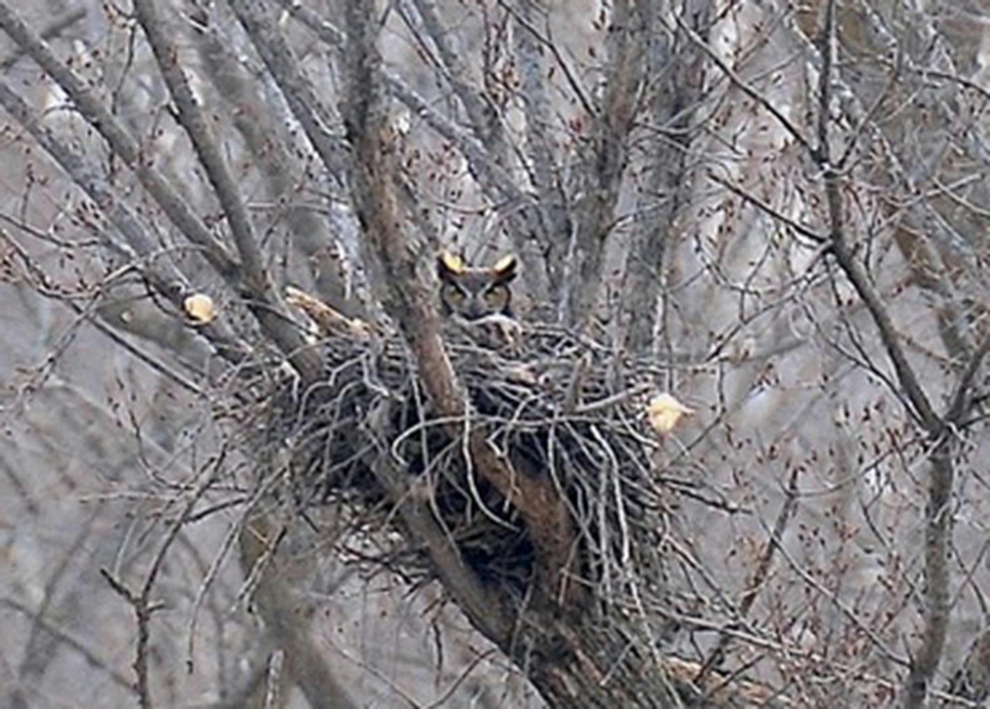 An owl sits in a massive old hawk nest readily visible from below. Many twigs stick out noticeably to form a platform nest at the juncture of several large branches.