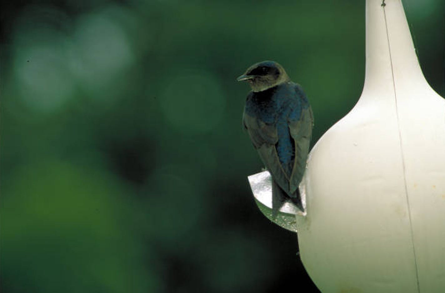 Purple martin