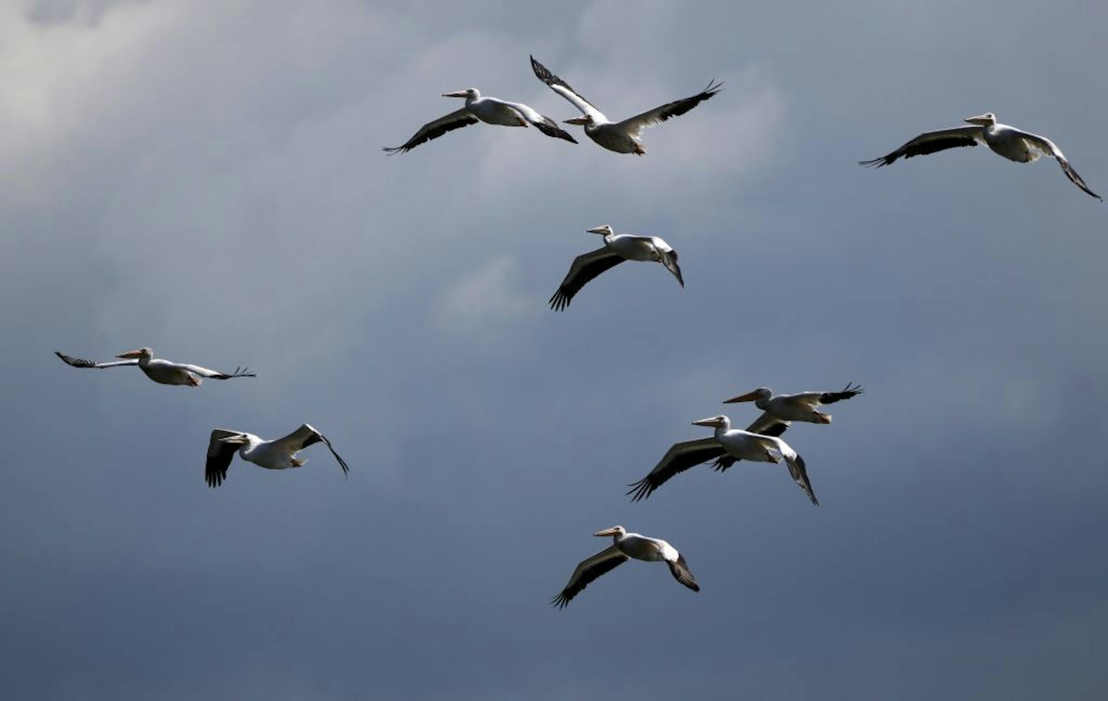 Pelicans prepare for landing on Pigs Eye Lake. It's one of the largest public green spaces in St. Paul you've probably never heard of or visited. Pigs Eye Lake, a backwater of the Mississippi, and the 500+ acre adjacent park will now get a multimillion-dollar rehab thanks to city, county and federal dollars. The first work to be done: $12 million to build a series of islands to improve water habitat.