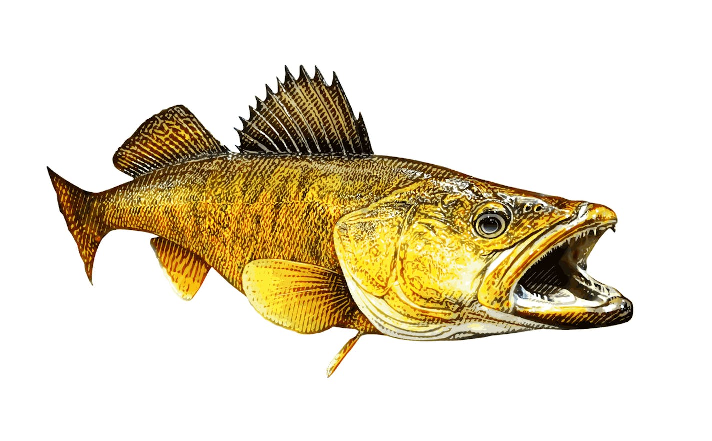 Vector illustration of a walleye