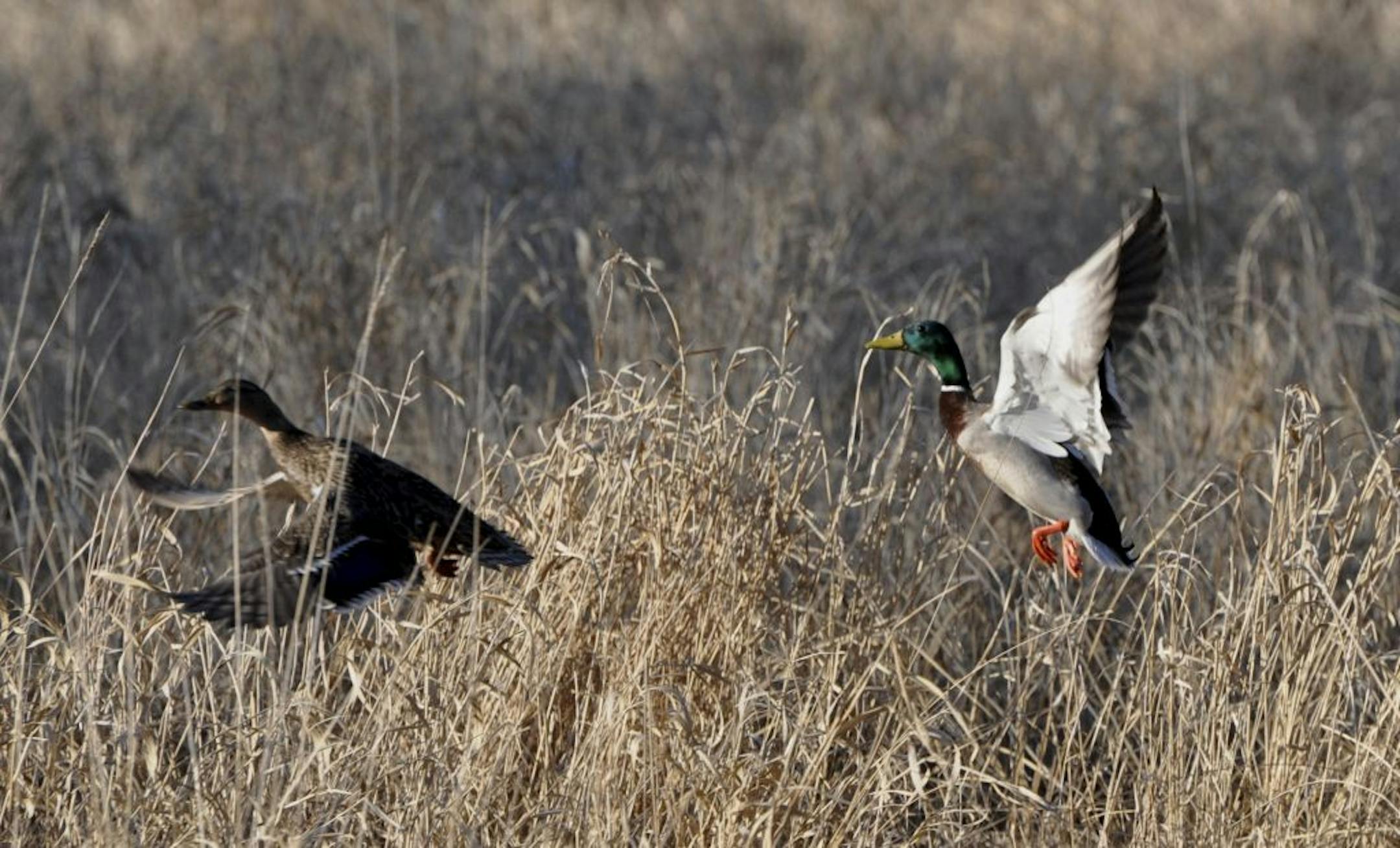 Photo credit: Tony PetersonFlying mallards, Cedar Creek Conservation Area, Anoka County Parks.