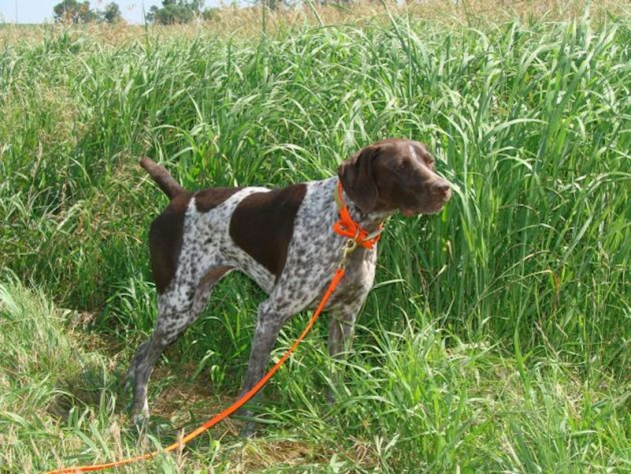 According to Doggelganger, I look more like a beagle than my German shorthaired pointer