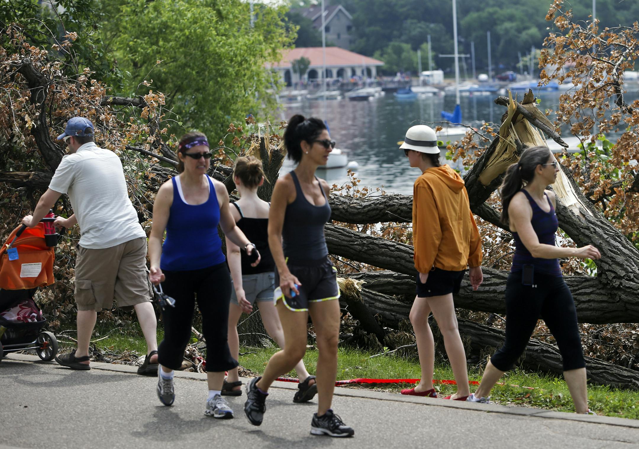A tree toppled in the late June storm blocks the walking path on the north end of Lake Calhoun, requiring pedestrians and bicyclicts to share one trail near the downed tree Saturday, July 6, 2013, in Minneapolis, MN. ](DAVID JOLES/STARTRIBUNE) djoles@startribune.com Two weeks after the storm that toppled tall trees across Minneapolis, tree debris still remains on park boulevards. The city says about 2,000 trees have been removed so far from residential areas, but they haven't had time yet to get