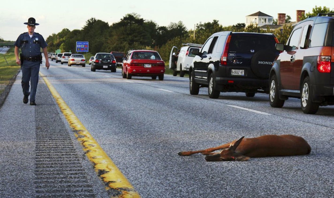 FILE - In this June 11, 2008, file photo, a wounded deer lies in the road after being hit by a car on the northbound lane of Interstate 295 near Freeport, Maine. In Oregon, under a road kill bill passed overwhelmingly by the Legislature and signed by the governor, motorists who crash into the animals can now harvest the meat for human consumption.